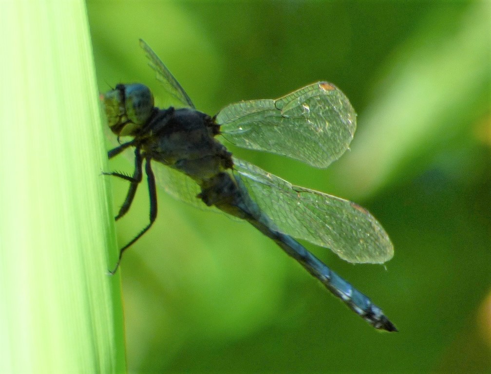 Libellula celeste: Orthetrum coerulescens, maschio